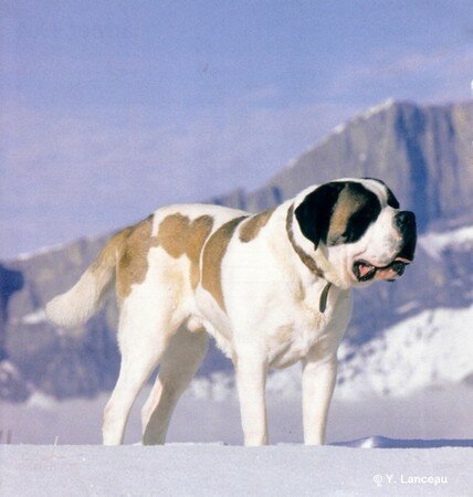 saint_bernard