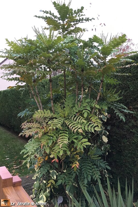 Mahonia1