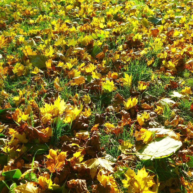 tapis de feuilles d'or