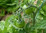 22-tomates stupice (2)