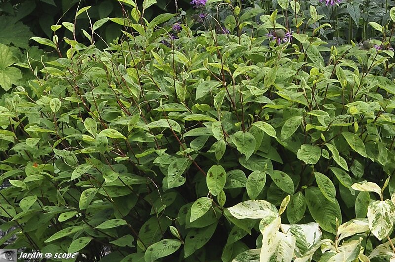Polygonum-filiformis