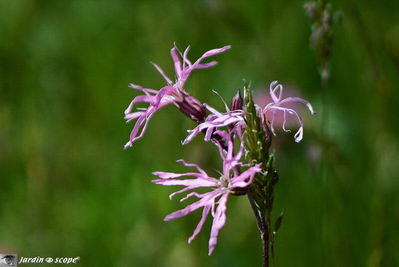 Lychnis-fleur-de-coucou