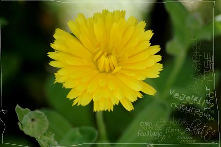 fleur_jaune__1600x1200_