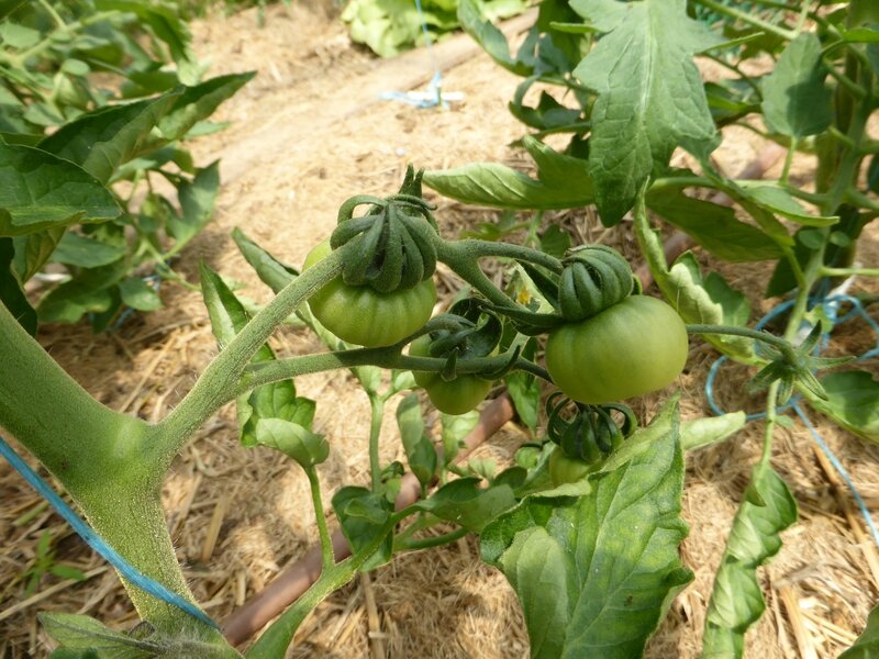 18-tomates (15)