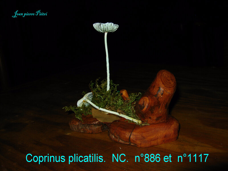 Coprinus plicatilis n°886 et n°1117