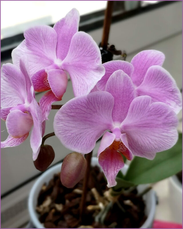 orchidéeviolette2