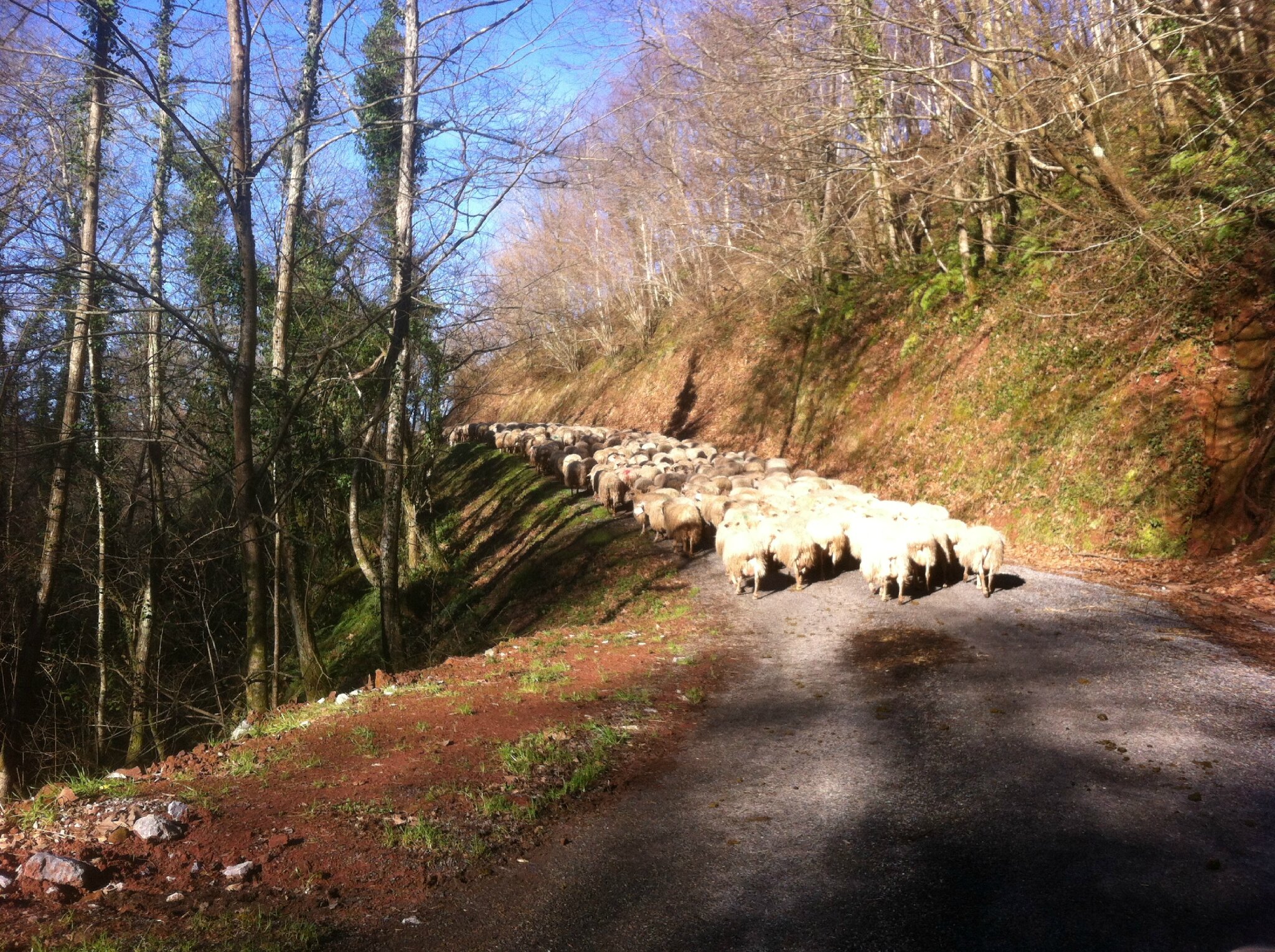 Baïgorry, route te brebis (64)