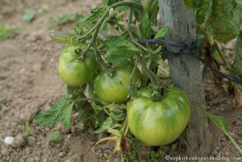 potager tomates