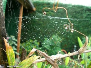 Perles de rosée sur une toile d'épeire