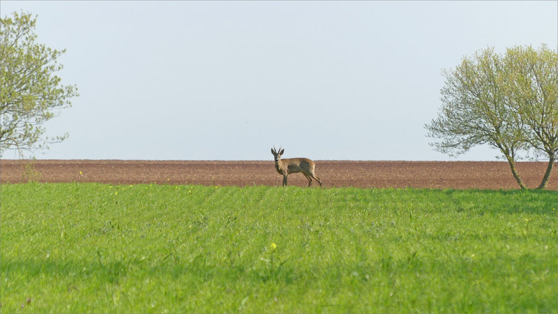 Plaine chevreuil 4 160423 encadré par arbres