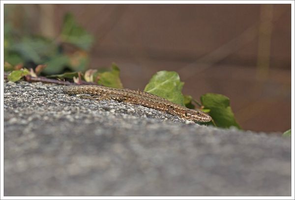 ville mur lézard entier 030413