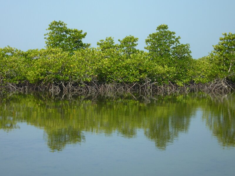 mangroves