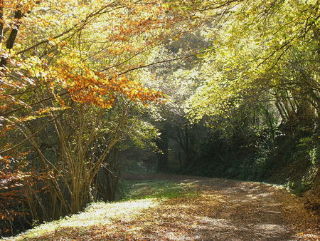 Couleurs_d_automne_Genestes