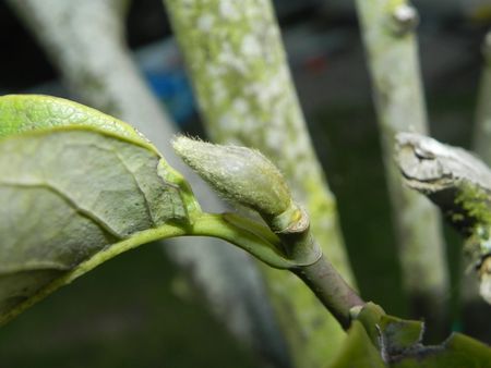 saison5_magnolia