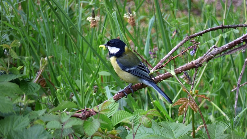 MESANGE Charbonnière - Parus Major