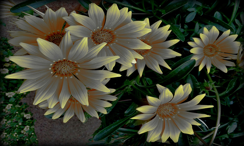 fleurs_jaunes