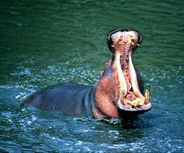 hippopotame_pas_content