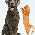 Croquettes bio pour chien & chat
