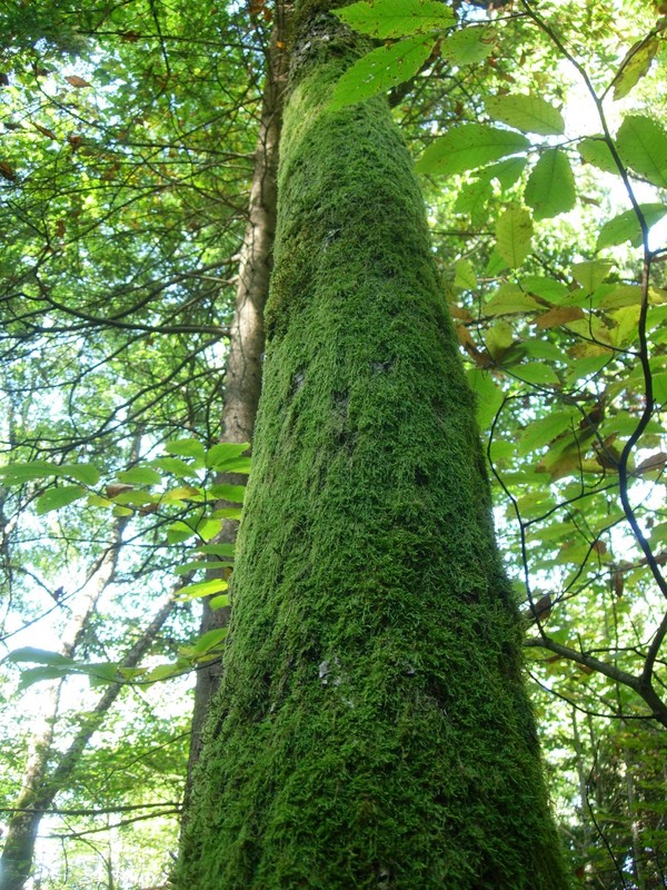 Grand arbre