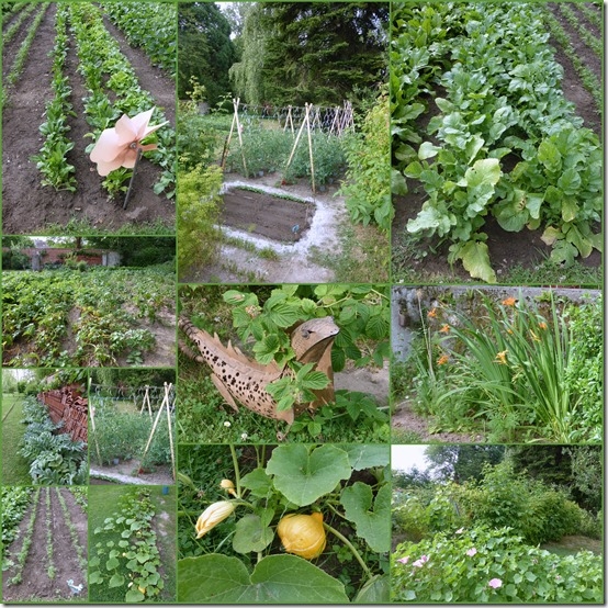 JARDIN ET DIVERS FIN JUIN 20175