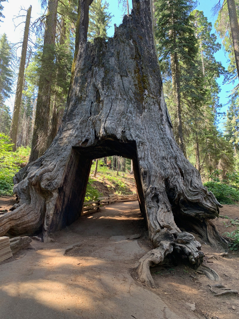 sequoias02