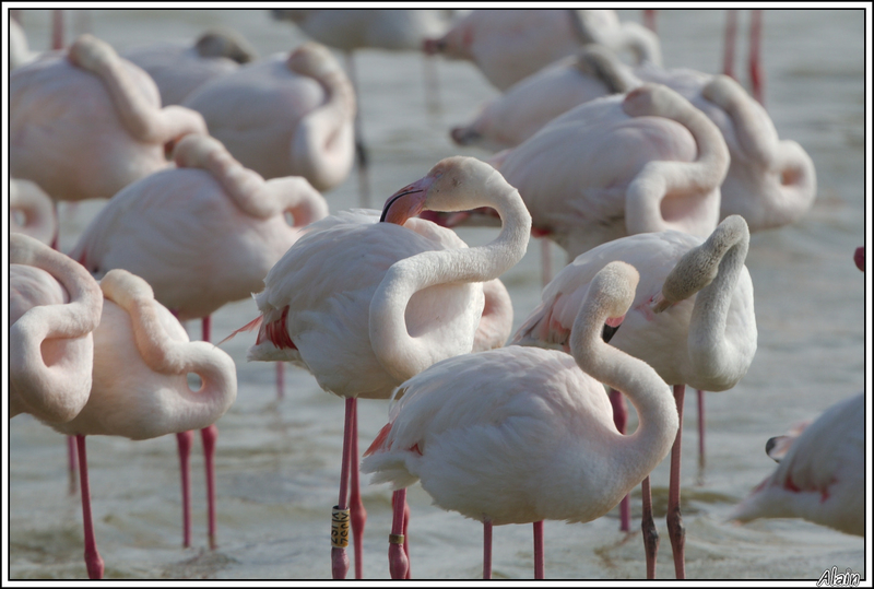 Flamant rose