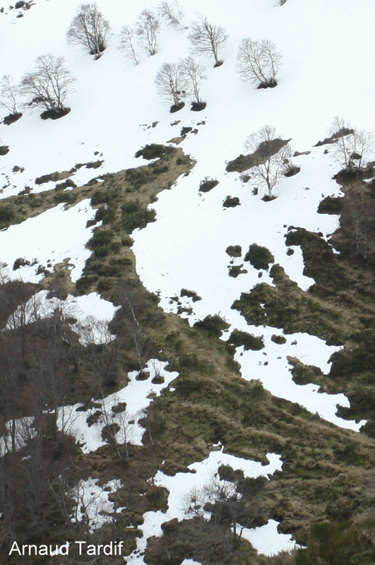00327 Arbres - Vue de la D130 en direction du Col de la Croix St-Morand BLOG