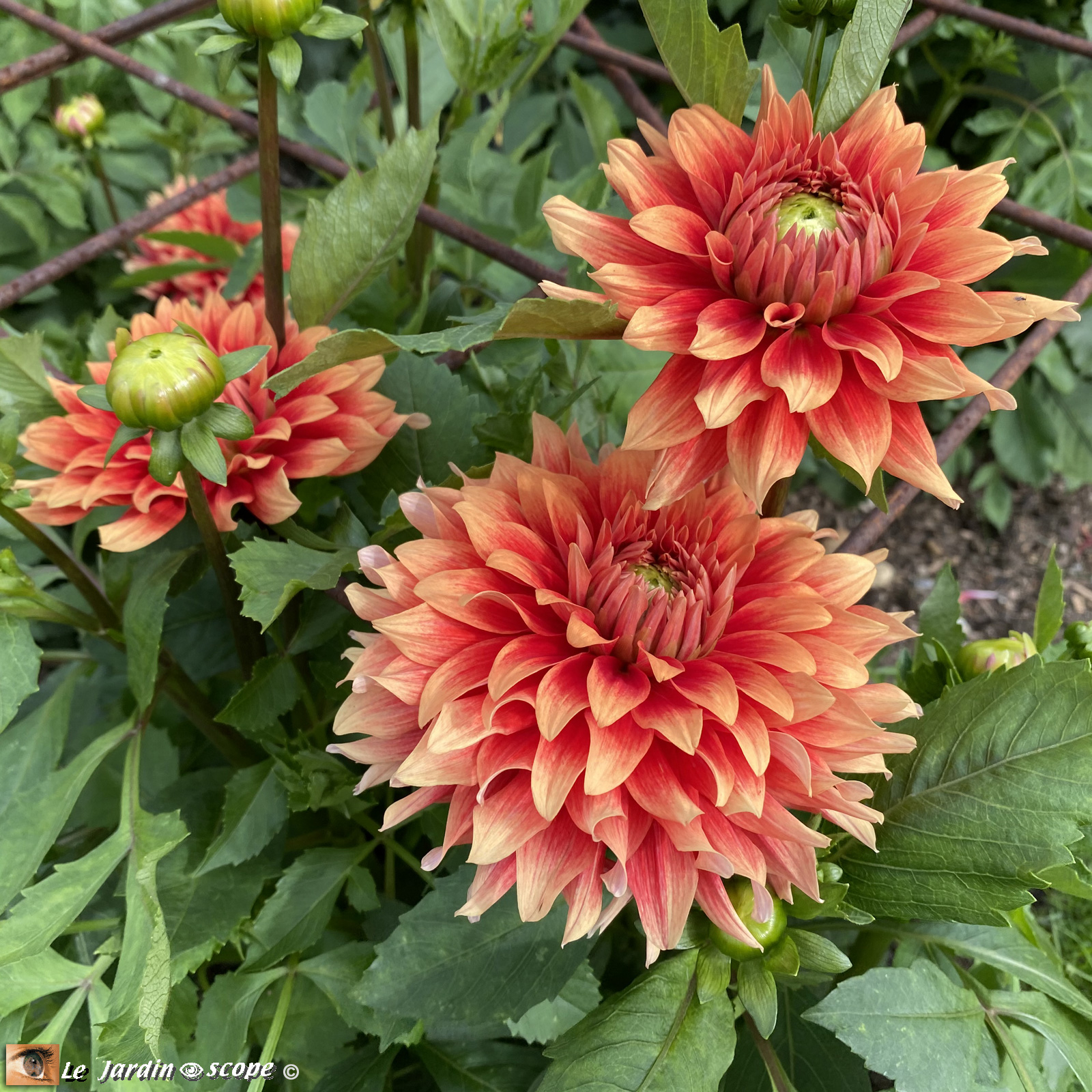 Dahlia-Chateau-d'Urville