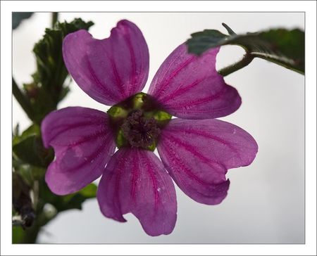 QM_fleur_mauve_181109