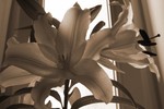 lys