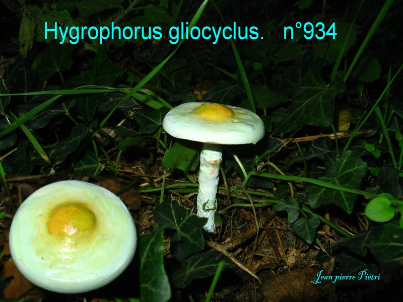 Hygrophorus gliocyclus n° 934