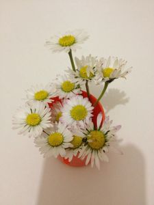 bouquet paquerettes alix