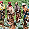 Agriculture et élevage au <b>Burundi</b> : Analyse des Défis et solutions par CIDH
