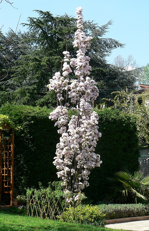 cerisier à fleurs