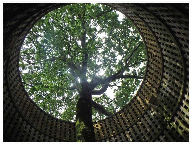 Pouzay pigeonnier intérieur arbre 110616 3