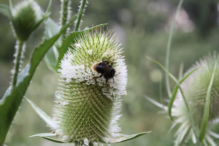 VARSOVIE_JARDIN_BOTANIQUE_170709_S_187