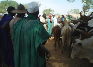 affaire en cours Marché au bétail de FATOMA Mali