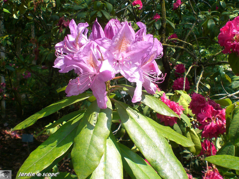 Rhododendrons violets