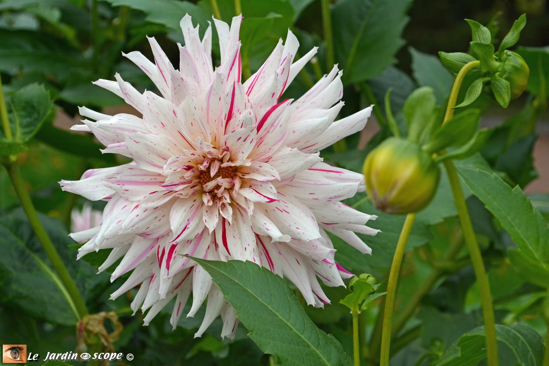 Dahlia--Mick's-peppermint