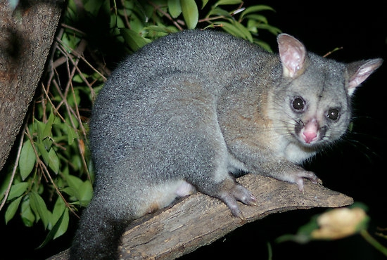 60728-12-australian-brushtail-possum
