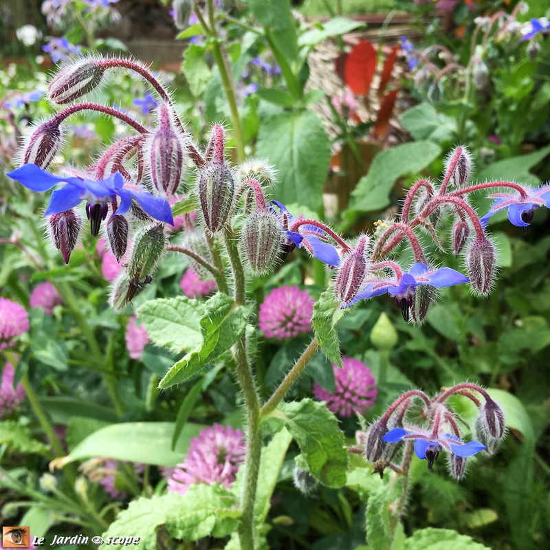 Bourrache officinale Borago officinalis