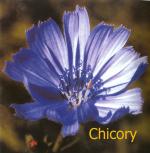 Chicory