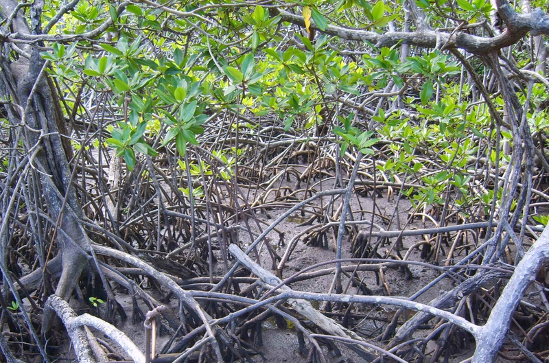 mangrove