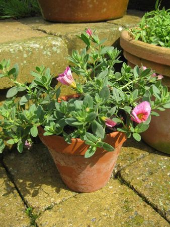 fete_des_plantes_printemps_2009_0
