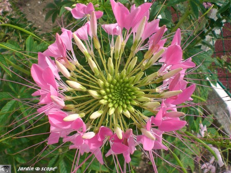 Cleome_araignee
