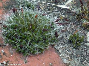 Mousse-Dicranella heteromalla