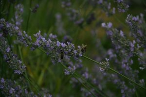 IMG_6167