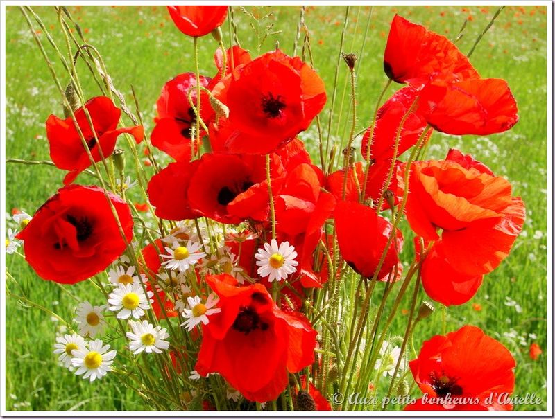 Champs de coquelicots (12)