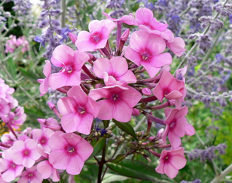 phlox
