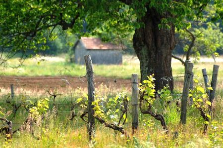 Cabanes de vigne Pont d'Agris Mai 2011 (1)